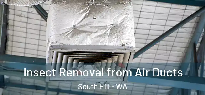 Insect Removal from Air Ducts South Hill - WA